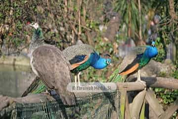 Pavo real (Pavo cristatus). Pavo real