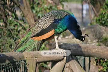 Pavo real (Pavo cristatus). Pavo real