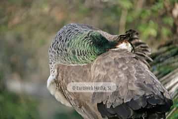 Pavo real (Pavo cristatus). Pavo real
