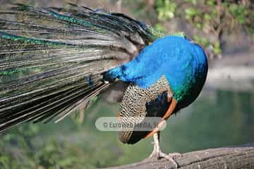 Pavo real (Pavo cristatus). Pavo real