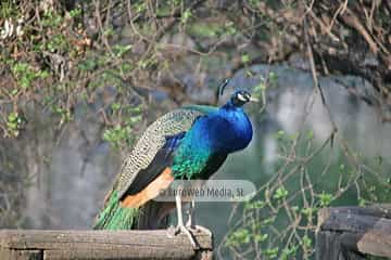 Pavo real (Pavo cristatus). Pavo real
