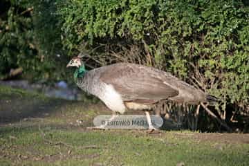Pavo real (Pavo cristatus). Pavo real