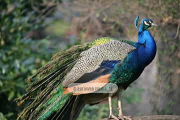 Pavo real (Pavo cristatus). Pavo real