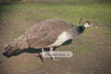 Pavo real (Pavo cristatus). Pavo real