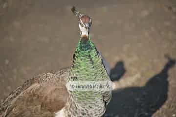 Pavo real (Pavo cristatus). Pavo real