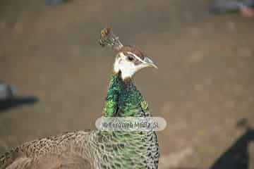 Pavo real (Pavo cristatus). Pavo real