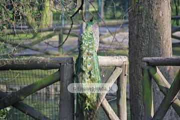 Pavo real (Pavo cristatus). Pavo real