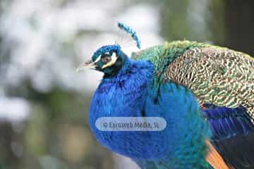 Pavo real (Pavo cristatus). Pavo real