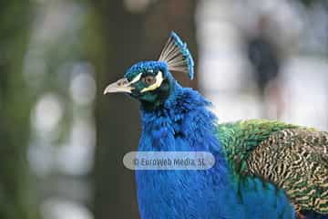 Pavo real (Pavo cristatus). Pavo real