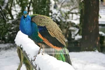 Pavo real (Pavo cristatus). Pavo real
