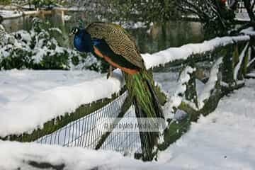 Pavo real (Pavo cristatus). Pavo real