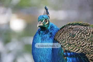 Pavo real (Pavo cristatus). Pavo real