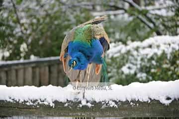 Pavo real (Pavo cristatus). Pavo real