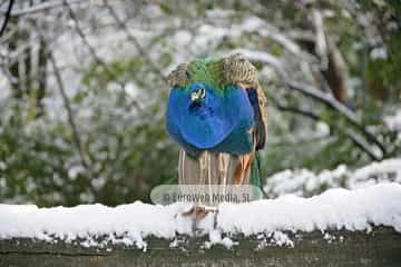 Pavo real (Pavo cristatus). Pavo real