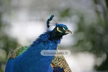 Pavo real (Pavo cristatus). Pavo real