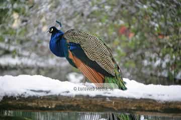 Pavo real (Pavo cristatus). Pavo real