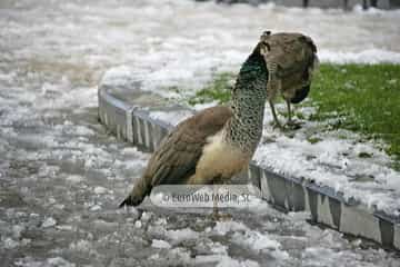Pavo real (Pavo cristatus). Pavo real