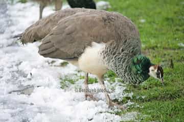Pavo real (Pavo cristatus). Pavo real