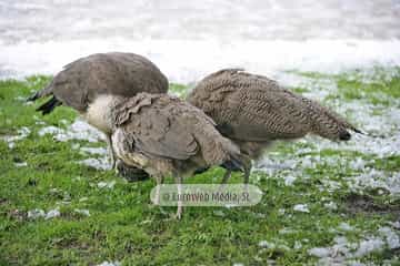 Pavo real (Pavo cristatus). Pavo real