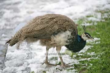 Pavo real (Pavo cristatus). Pavo real