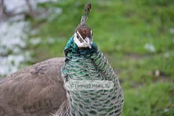Pavo real (Pavo cristatus). Pavo real