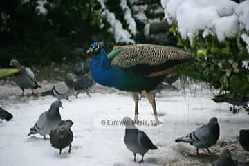 Pavo real (Pavo cristatus). Pavo real
