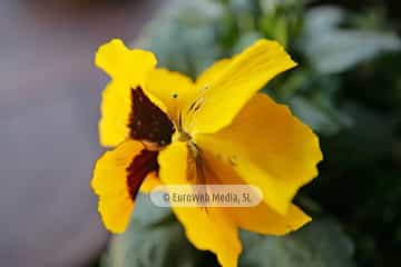 Pensamiento «Viola hortensis»
