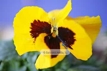 Pensamiento «Viola hortensis»