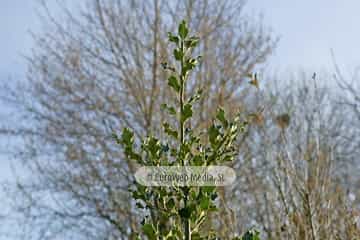 Acebo «Ilex aquifolium»