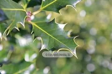 Acebo «Ilex aquifolium»