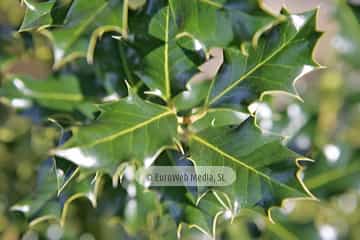 Acebo «Ilex aquifolium»