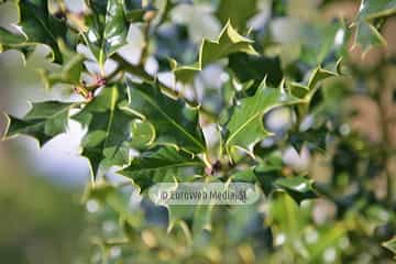 Acebo «Ilex aquifolium»