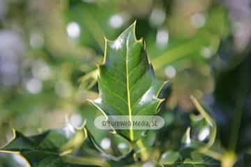 Acebo «Ilex aquifolium»