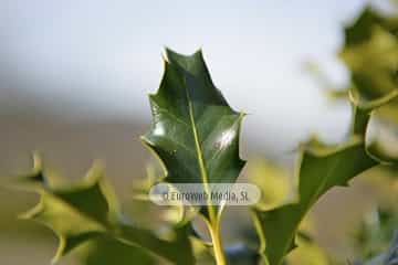 Acebo «Ilex aquifolium»