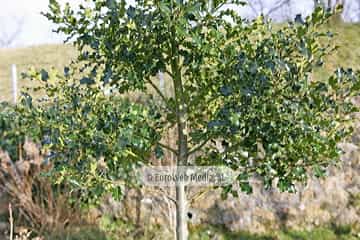 Acebo «Ilex aquifolium»