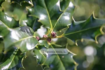 Acebo «Ilex aquifolium»