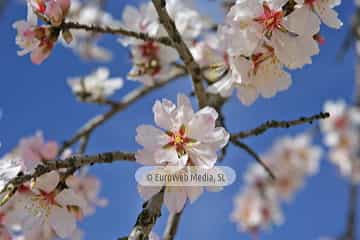 Almendro «Prunus dulcis»