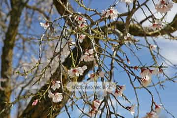 Almendro «Prunus dulcis»