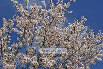 Almendro «Prunus dulcis»