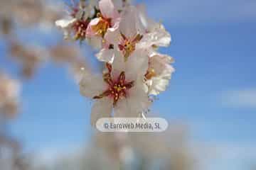 Almendro «Prunus dulcis»