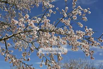 Almendro «Prunus dulcis»