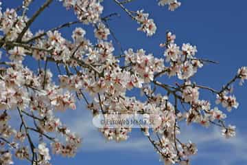 Almendro «Prunus dulcis»