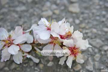 Almendro «Prunus dulcis»