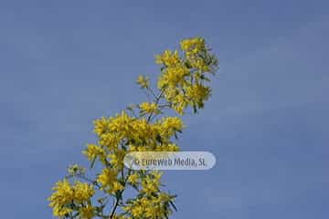 Mimosa (Acacia baileyana). Mimosa
