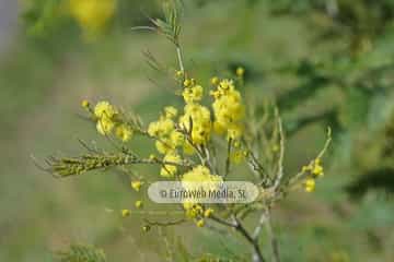 Mimosa (Acacia baileyana). Mimosa