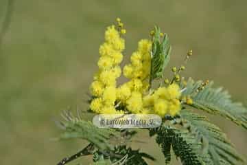 Mimosa (Acacia baileyana). Mimosa