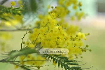 Mimosa (Acacia baileyana). Mimosa