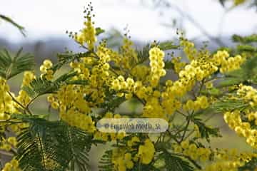 Mimosa (Acacia baileyana). Mimosa