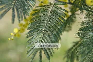 Mimosa (Acacia baileyana). Mimosa