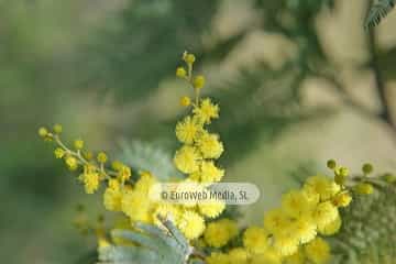 Mimosa (Acacia baileyana). Mimosa